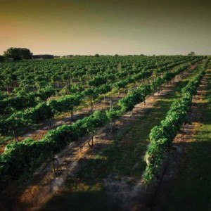 Spectacular Wineries of Texas