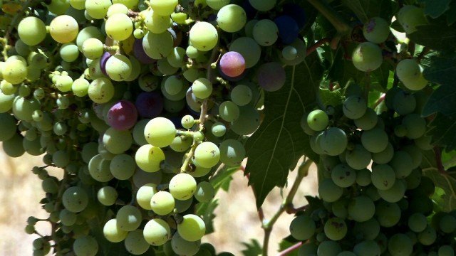 Grapes