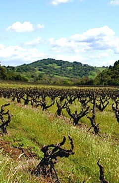 Seghesio - vineyard
