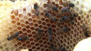 bees with honey