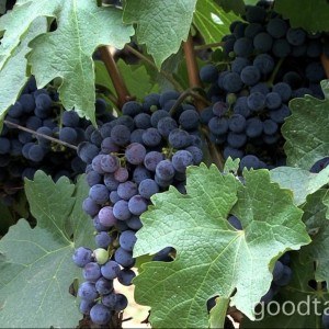 Alpha Omega Winery