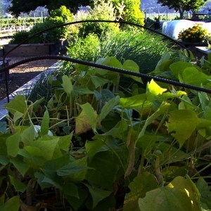 Mondavi Winery Garden
