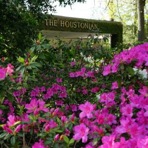 The Houstonian Azaleas